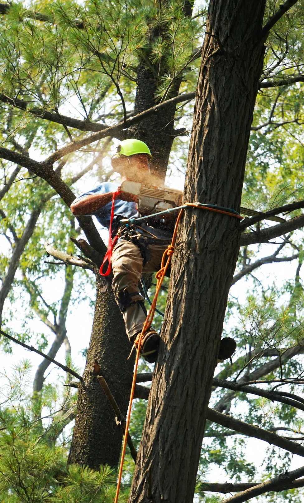 Tree worker secured by climbing equipment while cutting a pine tree