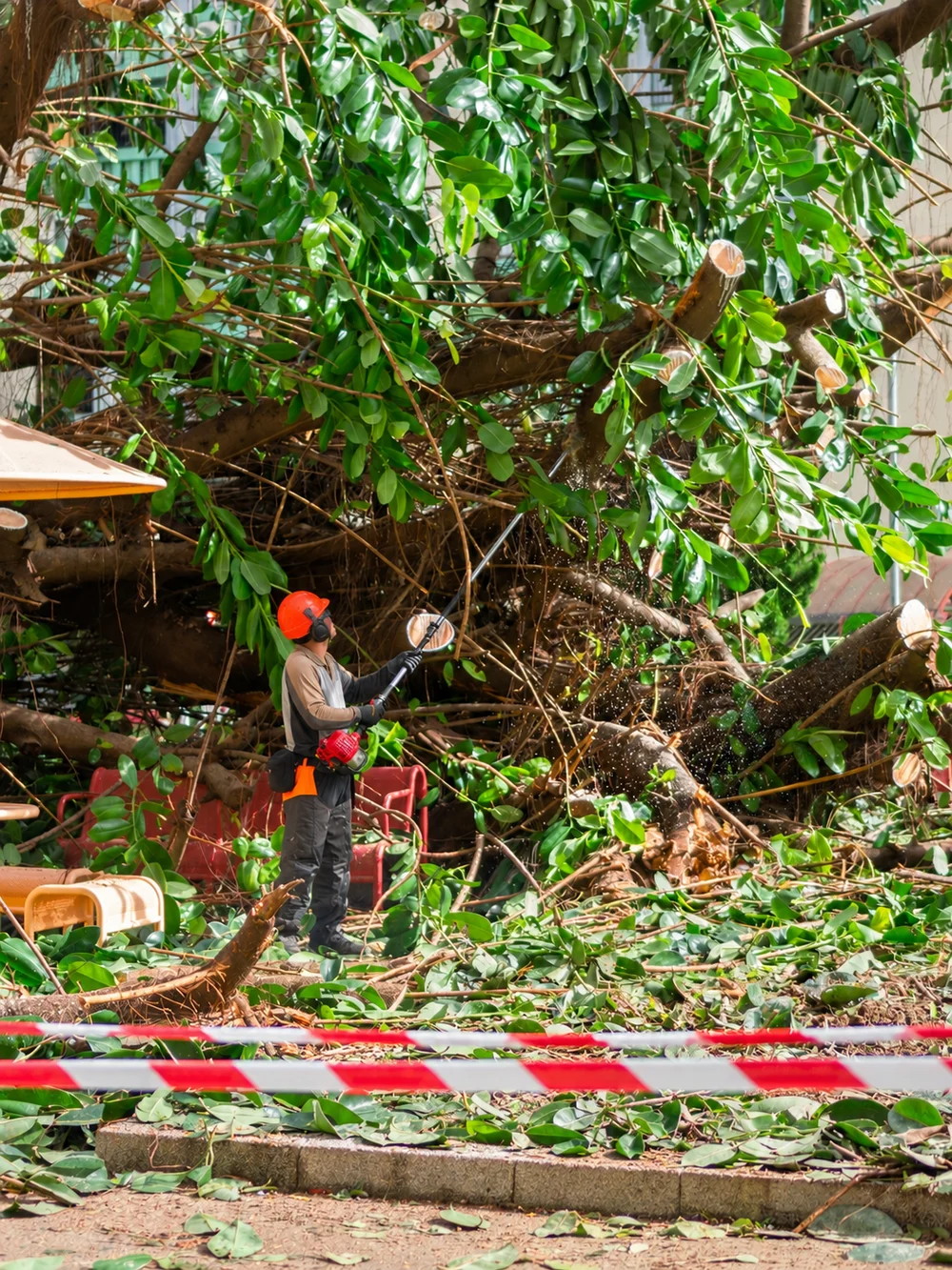 Tree worker clearing branches from a fallen tree